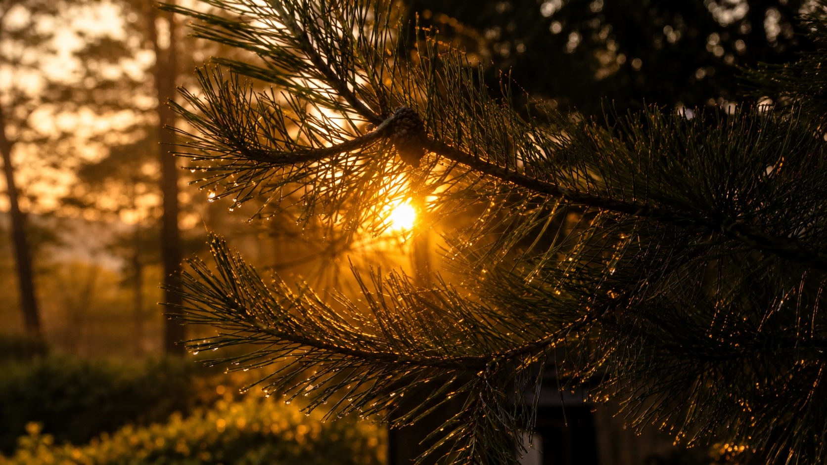 Лесное солнце около фермы Лукино